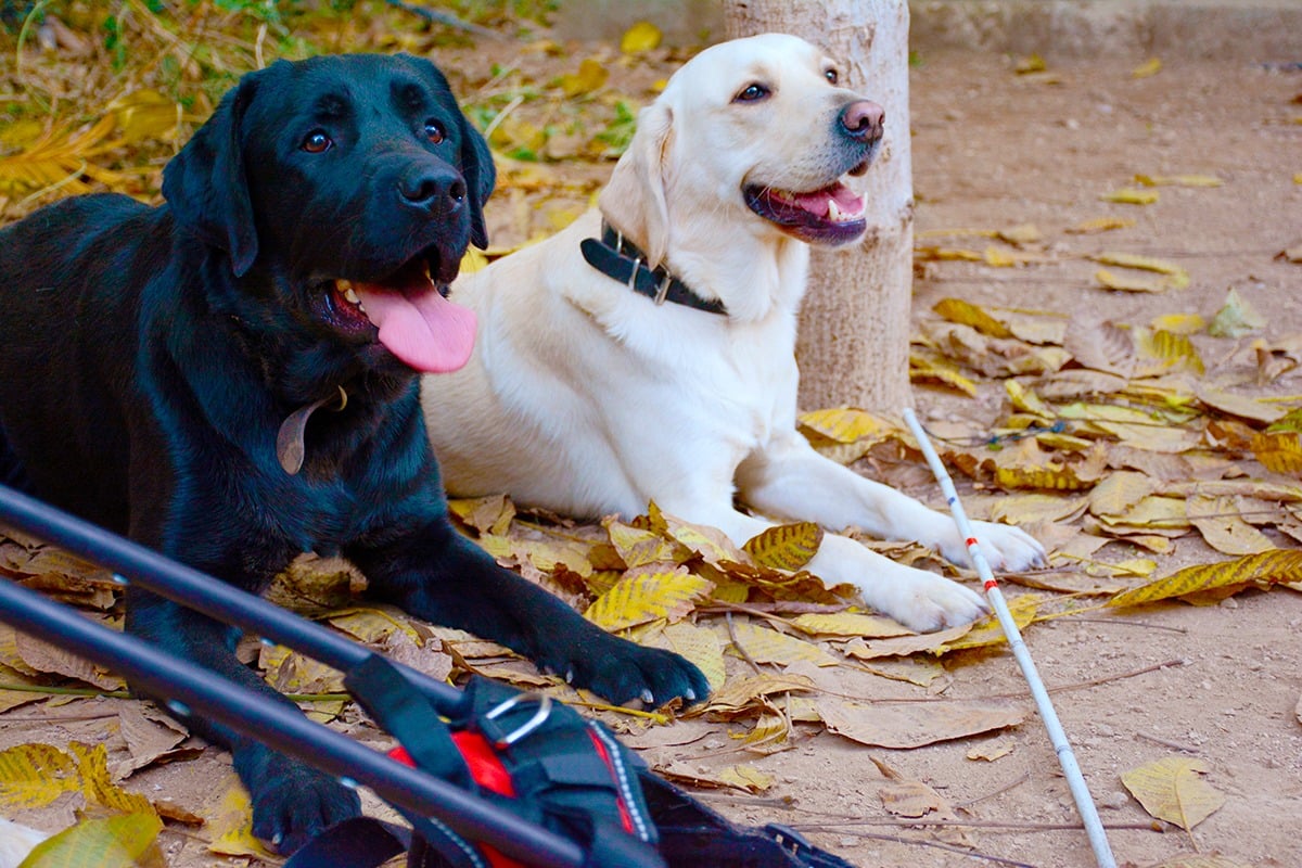 &Beta;&omicron;&upsilon;&lambda;ή: &Tau;&rho;&omicron;&pi;&omicron;&pi;&omicron;&iota;ή&sigma;&epsilon;&iota;&sigmaf; &sigma;&tau;&omicron;&nu; &nu;ό&mu;&omicron; &gamma;&iota;&alpha; &sigma;&kappa;ύ&lambda;&omicron;&upsilon;&sigmaf; &mu;&epsilon; &delta;ύ&omicron; &xi;&epsilon;&chi;&omega;&rho;&iota;&sigma;&tau;έ&sigmaf; &psi;&eta;&phi;&omicron;&phi;&omicron;&rho;ί&epsilon;&sigmaf;