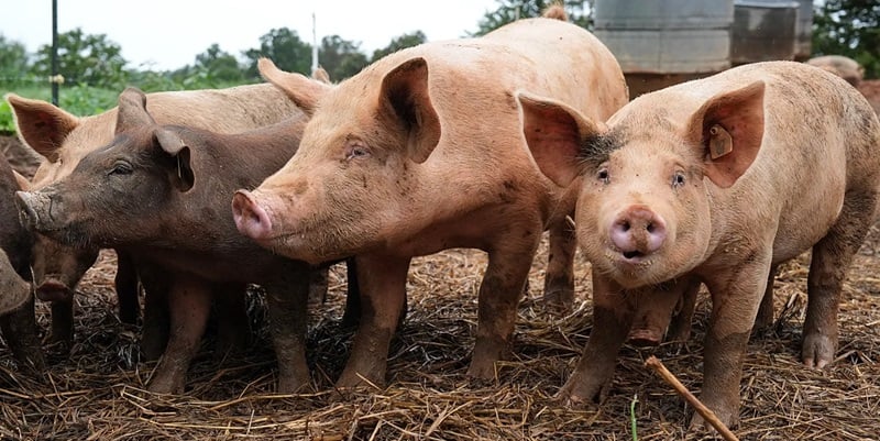 Ανησυχία Κτηνιατρικών μετά το κρούσμα αφθώδους σε χοίρους - «Άξιο απορίας»