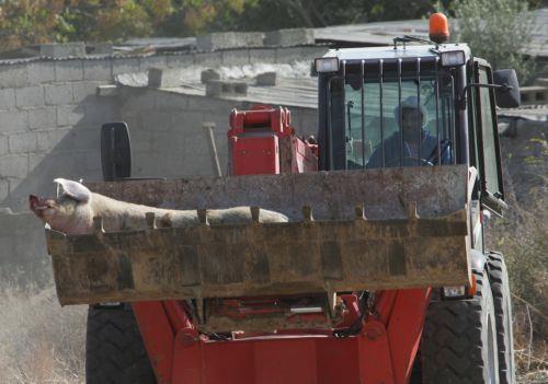 &Alpha;&phi;&theta;ώ&delta;&eta;&sigmaf; &pi;&upsilon;&rho;&epsilon;&tau;ό&sigmaf;: Ά&rho;&chi;&iota;&sigma;&alpha;&nu; &omicron;&iota; &theta;&alpha;&nu;&alpha;&tau;ώ&sigma;&epsilon;&iota;&sigmaf; &chi;&omicron;ί&rho;&omega;&nu; &sigma;&tau;&omicron; &Pi;&alpha;&lambda;&iota;&omicron;&mu;έ&tau;&omicron;&chi;&omicron;