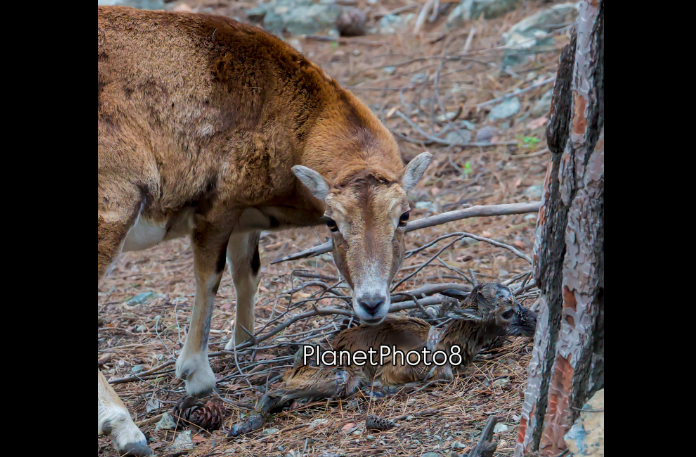 &Eta; &sigma;&tau;&iota;&gamma;&mu;ή &tau;&eta;&sigmaf; &gamma;έ&nu;&nu;&eta;&sigma;&eta;&sigmaf; &alpha;&gamma;&rho;&iota;&nu;&omicron;ύ &sigma;&tau;&eta;&nu; &Kappa;ύ&pi;&rho;&omicron;- &Phi;&omega;&tau;&omicron;&gamma;&rho;ά&phi;&omicron;&sigmaf; &alpha;&pi;&alpha;&theta;&alpha;&nu;ά&tau;&iota;&sigma;&epsilon; &tau;&eta; &sigma;&tau;&iota;&gamma;&mu;ή