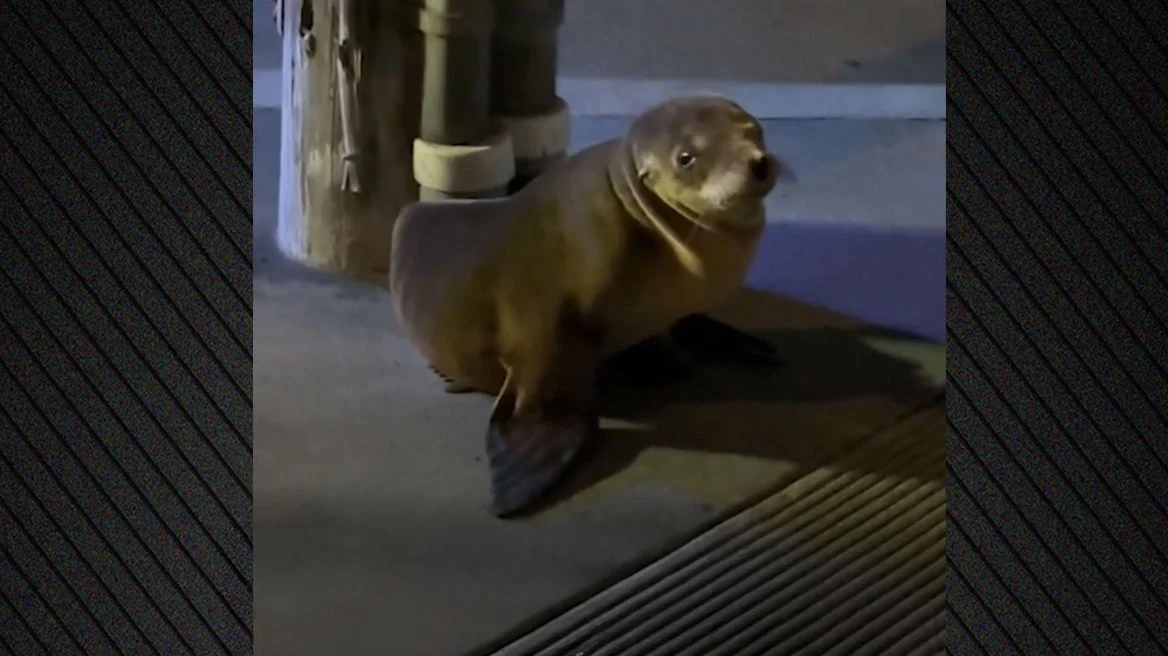 &Eta;&Pi;&Alpha;: &Theta;&alpha;&lambda;ά&sigma;&sigma;&iota;&omicron; &lambda;&iota;&omicron;&nu;&tau;ά&rho;&iota; &epsilon;&nu;&tau;&omicron;&pi;ί&sigma;&tau;&eta;&kappa;&epsilon; &nu;&alpha; &pi;&epsilon;&rho;&iota;&phi;έ&rho;&epsilon;&tau;&alpha;&iota; &sigma;&epsilon;... &delta;&rho;ό&mu;&omicron; (&Beta;&Iota;&Nu;&Tau;&Epsilon;&Omicron;)