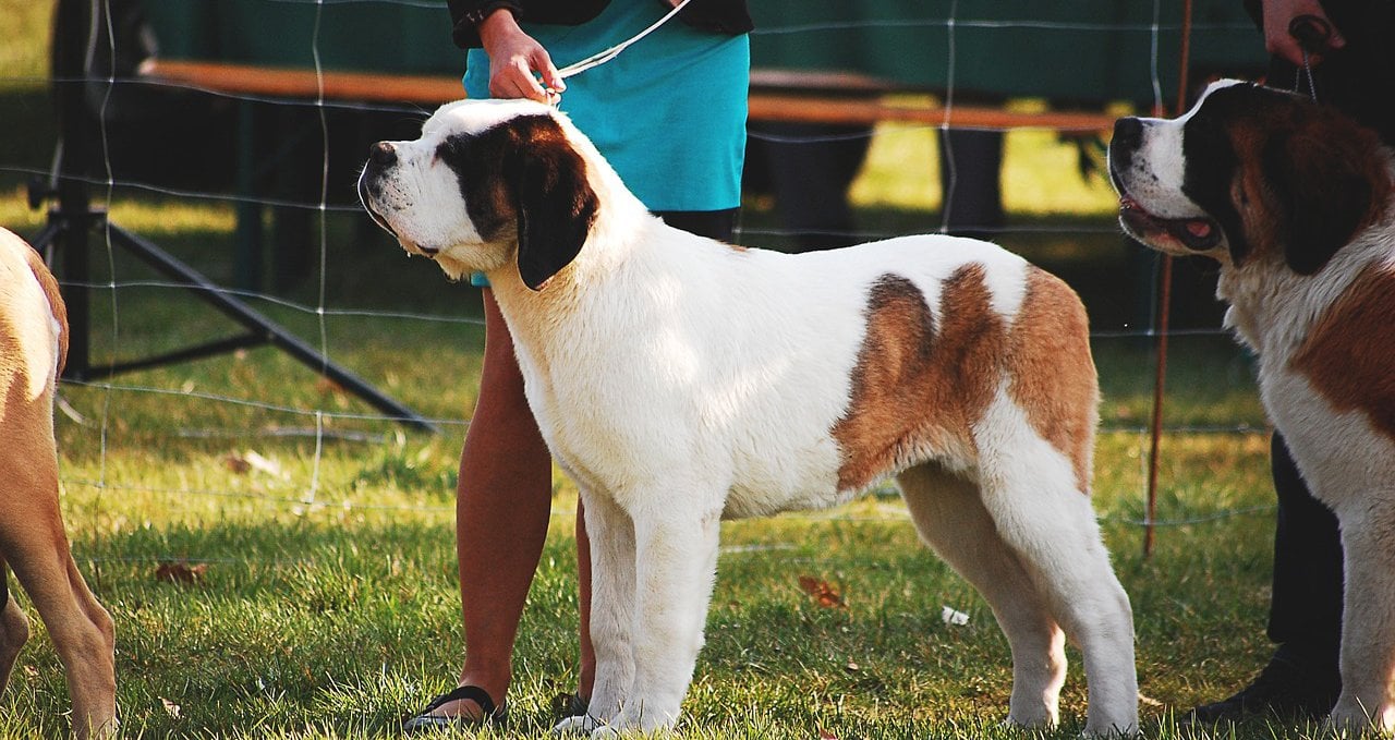 Για 3η χρονιά η Διεθνής Έκθεση Μορφολογίας Σκύλων - Μοναδικό το show (ΒΙΝΤΕΟ)