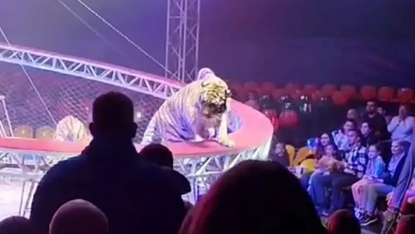 Τρόμος σε τσίρκο στη Ρωσία: Τίγρης βγήκε από το δίχτυ και πήγε στις κερκίδες