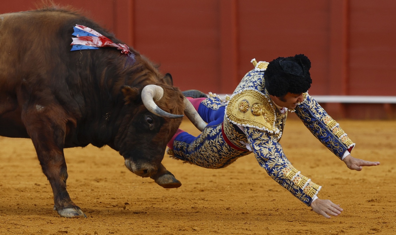 Βαρύς τραυματισμός για τον «βασιλιά των ταυρομάχων» στην Ισπανία (ΒΙΝΤΕΟ)