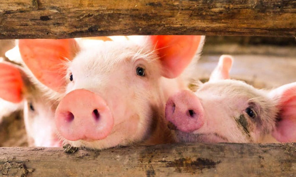 &Alpha;&phi;&theta;ώ&delta;&eta;&sigmaf; &pi;&upsilon;&rho;&epsilon;&tau;ό&sigmaf;: &Tau;&rho;ί&tau;&omicron; &pi;&epsilon;&rho;&iota;&sigma;&tau;&alpha;&tau;&iota;&kappa;ό &chi;&tau;ύ&pi;&eta;&sigma;&epsilon; &chi;&omicron;&iota;&rho;&omicron;&tau;&rho;&omicron;&phi;&iota;&kappa;ή &mu;&omicron;&nu;ά&delta;&alpha; &sigma;&tau;&omicron; &Pi;&alpha;&lambda;&iota;&omicron;&mu;έ&tau;&omicron;&chi;&omicron;