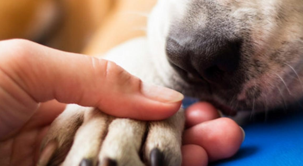 Επ. Περιβάλλοντος: Λόμπινγκ ισχυρών αποδυνάμωσε τον νόμο για τους σκύλους