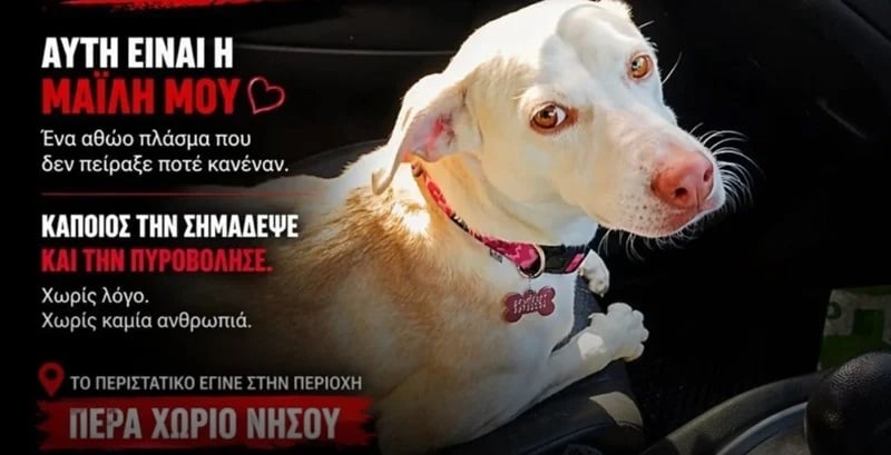 Εντοπίστηκε ο άνδρας που φέρεται να πυροβόλησε τη σκυλίτσα Μάιλη (ΦΩΤΟ)