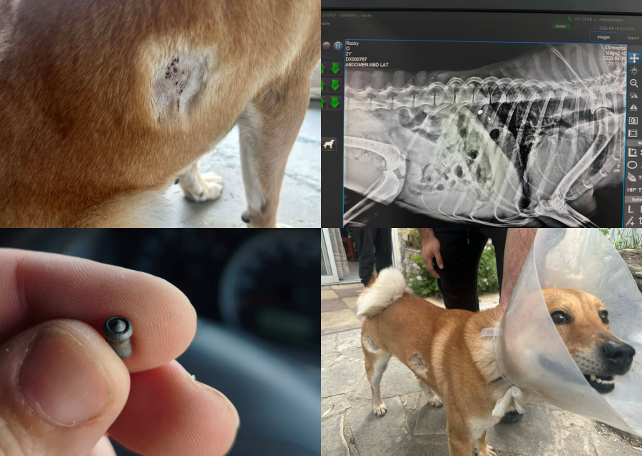 Οργή Οικολόγων για πυροβολισμούς σκύλων - «Φτάνει πια η ατιμωρισία»