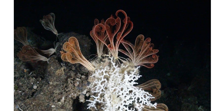 Πώς ο Επίτροπος Κάδης μπορεί να  καταγράψει μια επιτυχία για τη Μεσόγειο