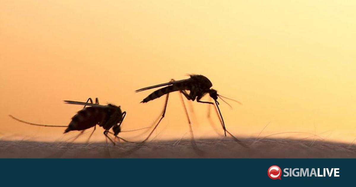 &Gamma;&iota;&alpha;&tau;ί &sigma;&alpha;&sigmaf; &tau;&sigma;&iota;&mu;&pi;&omicron;ύ&nu; &pi;&epsilon;&rho;&iota;&sigma;&sigma;ό&tau;&epsilon;&rho;&omicron; &tau;&alpha; &kappa;&omicron;&upsilon;&nu;&omicron;ύ&pi;&iota;&alpha; &alpha;&pi;ό ά&lambda;&lambda;&omicron;&upsilon;&sigmaf; &alpha;&nu;&theta;&rho;ώ&pi;&omicron;&upsilon;&sigmaf;