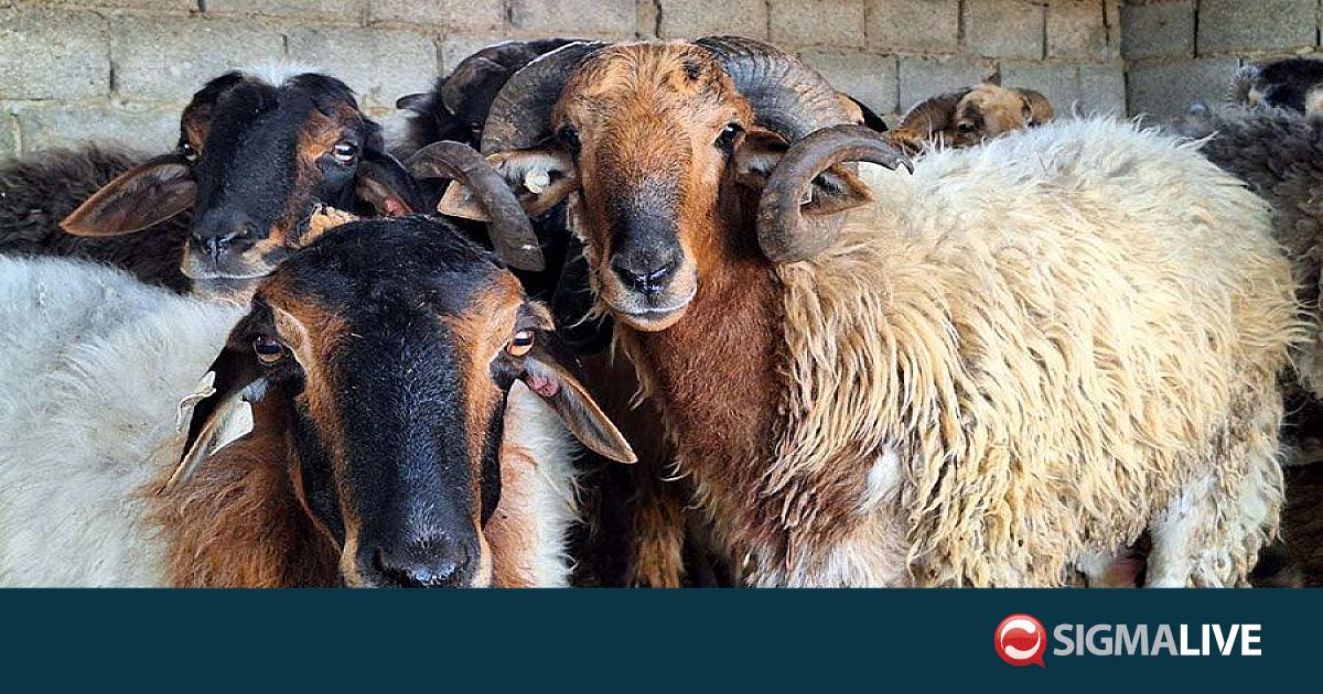 &Alpha;&phi;&theta;ώ&delta;&eta;&sigmaf;: SOS &gamma;&iota;&alpha; &tau;&alpha; &pi;&alpha;&chi;ύ&omicron;&upsilon;&rho;&alpha; &pi;&rho;ό&beta;&alpha;&tau;&alpha; &tau;&eta;&sigmaf; &Kappa;ύ&pi;&rho;&omicron;&upsilon;&ndash;&laquo;&Phi;&tau;ά&nu;&epsilon;&iota; &nu;&alpha; &gamma;&lambda;&iota;&tau;ώ&sigma;&epsilon;&iota; &eta; &phi;&upsilon;&lambda;ή&raquo;