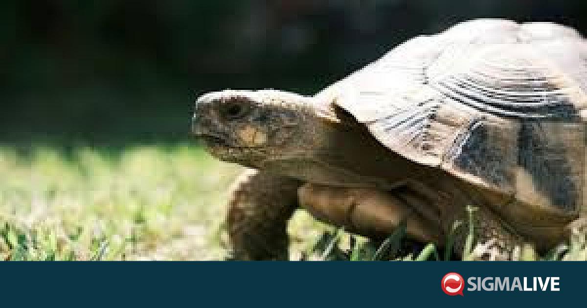 &Tau;&alpha;ϊ&lambda;ά&nu;&delta;&eta;: N&epsilon;&alpha;&rho;ή &sigma;&upsilon;&nu;&epsilon;&lambda;ή&phi;&theta;&eta; &sigma;&tau;&omicron; &alpha;&epsilon;&rho;&omicron;&delta;&rho;ό&mu;&iota;&omicron; &mu;&epsilon; 30 &sigma;&pi;ά&nu;&iota;&epsilon;&sigmaf; &chi;&epsilon;&lambda;ώ&nu;&epsilon;&sigmaf; &sigma;&tau;&alpha; &rho;&omicron;ύ&chi;&alpha; &tau;&eta;&sigmaf;