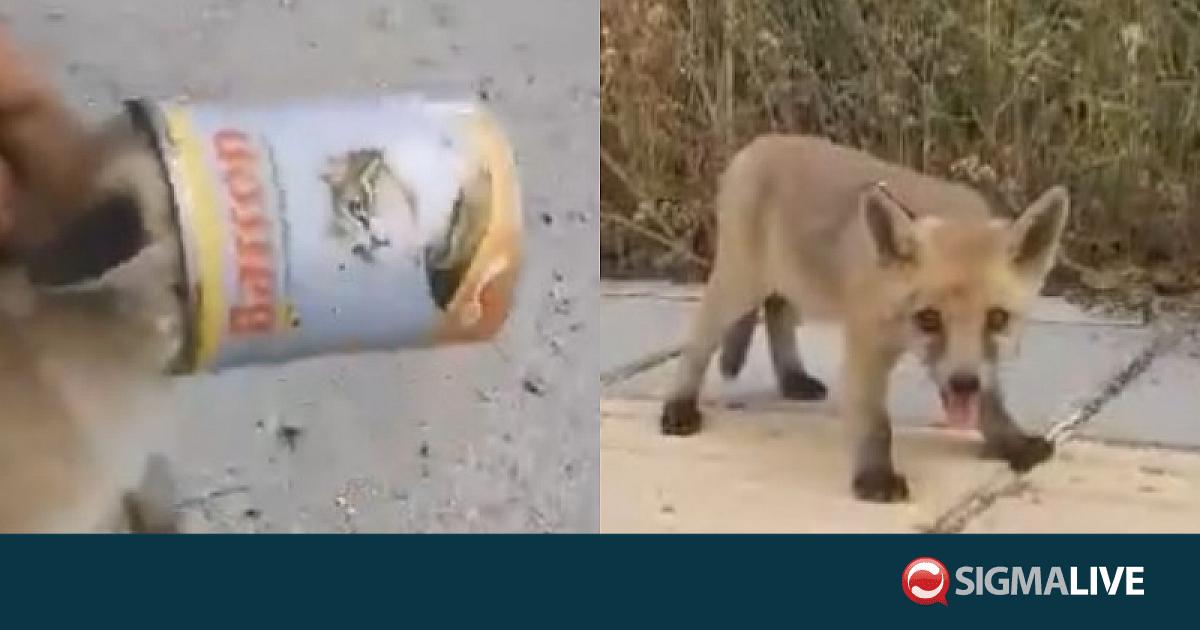 &Pi;&omicron;&lambda;ί&tau;&eta;&sigmaf; έ&sigma;&omega;&sigma;&epsilon; &alpha;&lambda;&epsilon;&pi;&omicron;&upsilon;&delta;ά&kappa;&iota; &sigma;&tau;&eta; &Lambda;&epsilon;&upsilon;&kappa;&omega;&sigma;ί&alpha;-&Epsilon;&gamma;&kappa;&lambda;&omega;&beta;ί&sigma;&tau;&eta;&kappa;&epsilon; &tau;&omicron; &kappa;&epsilon;&phi;ά&lambda;&iota; &tau;&omicron;&upsilon; &sigma;&epsilon; &tau;&epsilon;&nu;&epsilon;&kappa;&epsilon;&delta;ά&kappa;&iota;