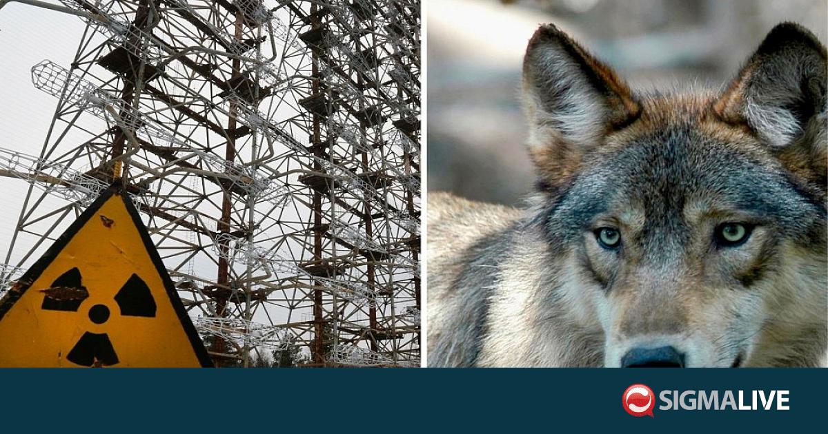 &Tau;&sigma;&epsilon;&rho;&nu;ό&mu;&pi;&iota;&lambda;: &Pi;ώ&sigmaf; έ&gamma;&iota;&nu;&epsilon; &omicron; &rho;&alpha;&delta;&iota;&epsilon;&nu;&epsilon;&rho;&gamma;ό&sigmaf; &laquo;&Kappa;ή&pi;&omicron;&sigmaf; &tau;&eta;&sigmaf; &Epsilon;&delta;έ&mu;&raquo; &gamma;&iota;&alpha; &tau;&omicron;&upsilon;&sigmaf; &gamma;&kappa;&rho;ί&zeta;&omicron;&upsilon;&sigmaf; &lambda;ύ&kappa;&omicron;&upsilon;&sigmaf;
