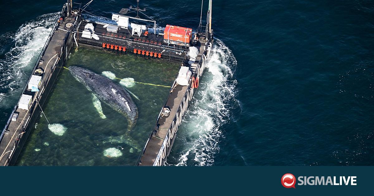&Phi;ά&lambda;&alpha;&iota;&nu;&alpha; &Tau;ί&mu;&iota;: &Epsilon;&lambda;&epsilon;&upsilon;&theta;&epsilon;&rho;ώ&theta;&eta;&kappa;&epsilon; &sigma;&tau;&eta; &Beta;ό&rho;&epsilon;&iota;&alpha; &Theta;ά&lambda;&alpha;&sigma;&sigma;&alpha; - &Epsilon;ί&chi;&epsilon; &pi;&alpha;&gamma;&iota;&delta;&epsilon;&upsilon;&tau;&epsilon;ί &sigma;&tau;&eta; &Beta;&alpha;&lambda;&tau;&iota;&kappa;ή