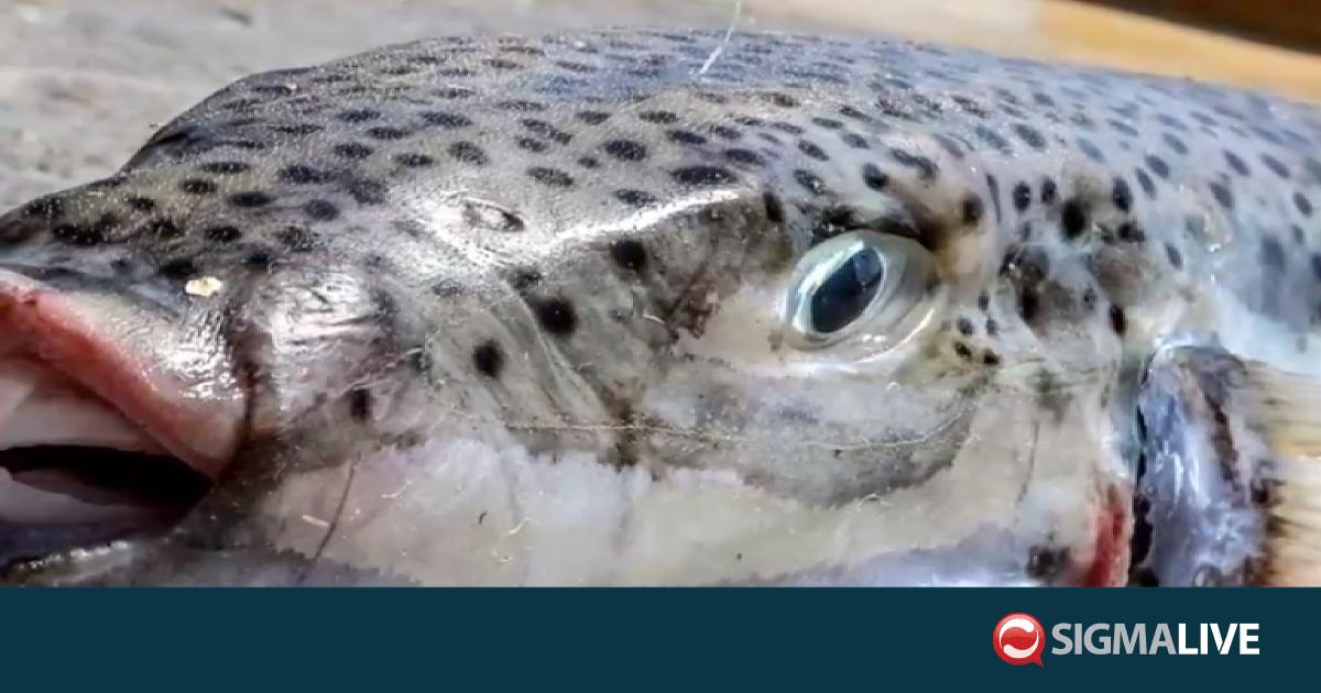 &Chi;&alpha;&mu;&pi;έ&rho; &Kappa;ί&pi;&rho;&iota;&sigmaf;: &Alpha;&upsilon;&xi;ά&nu;&omicron;&nu;&tau;&alpha;&iota; &omicron;&iota; &lambda;&alpha;&gamma;&omicron;&kappa;έ&phi;&alpha;&lambda;&omicron;&iota; - &Kappa;ί&nu;&delta;&upsilon;&nu;&omicron;&sigmaf; &gamma;&iota;&alpha; &tau;&omicron;&upsilon;&sigmaf; &lambda;&omicron;&upsilon;ό&mu;&epsilon;&nu;&omicron;&upsilon;&sigmaf;