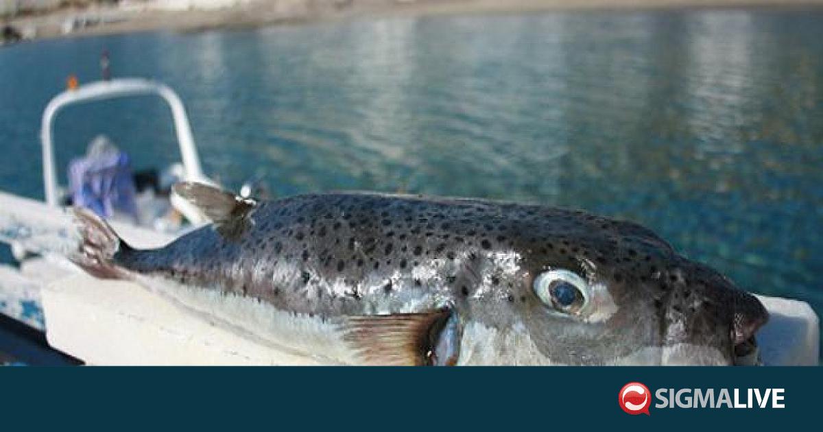 &Upsilon;&pi;. &Gamma;&epsilon;&omega;&rho;&gamma;ί&alpha;&sigmaf;: &Sigma;&epsilon; &epsilon;&phi;&alpha;&rho;&mu;&omicron;&gamma;ή &sigma;&chi;έ&delta;&iota;&omicron; &gamma;&iota;&alpha; &tau;&omicron;&nu; &lambda;&alpha;&gamma;&omicron;&kappa;έ&phi;&alpha;&lambda;&omicron;