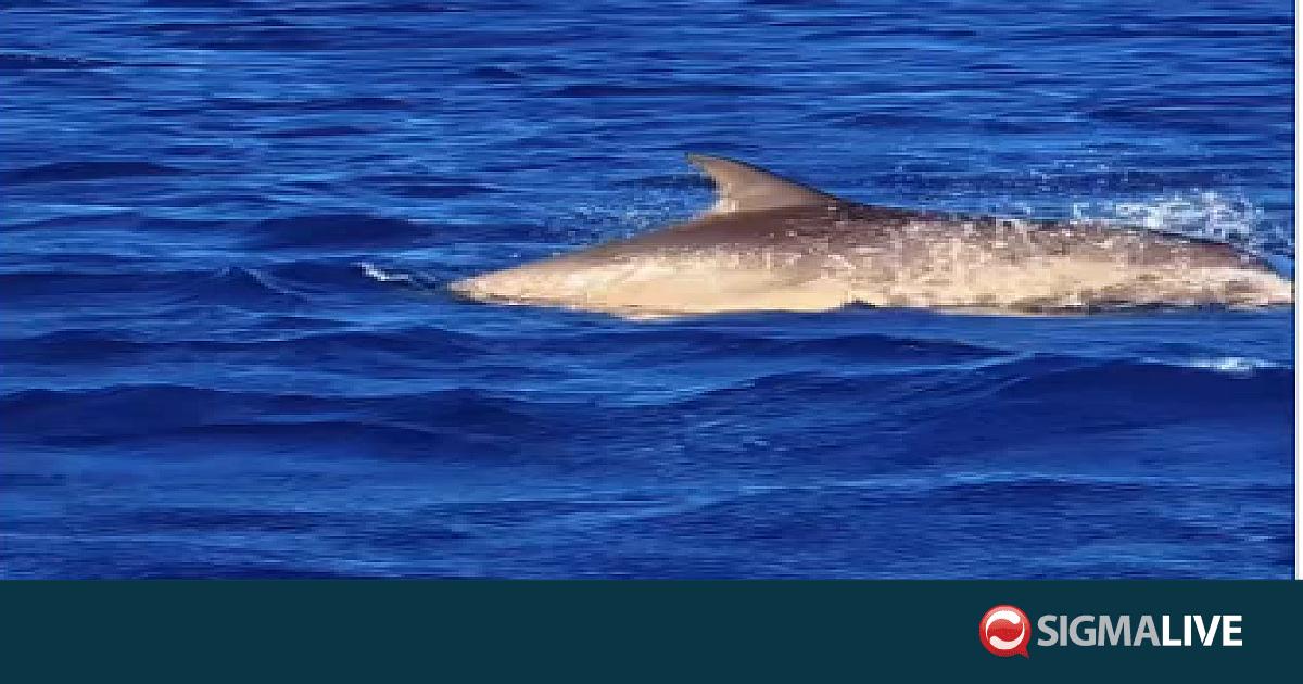 &Kappa;&omicron;&pi;ά&delta;&iota; &delta;&epsilon;&lambda;&phi;&iota;&nu;&iota;ώ&nu; έ&kappa;&alpha;&nu;&epsilon; &tau;&eta;&nu; &epsilon;&mu;&phi;ά&nu;&iota;&sigma;ή &tau;&omicron;&upsilon; &sigma;&tau;&omicron;&nu; &Pi;&rho;&omega;&tau;&alpha;&rho;ά