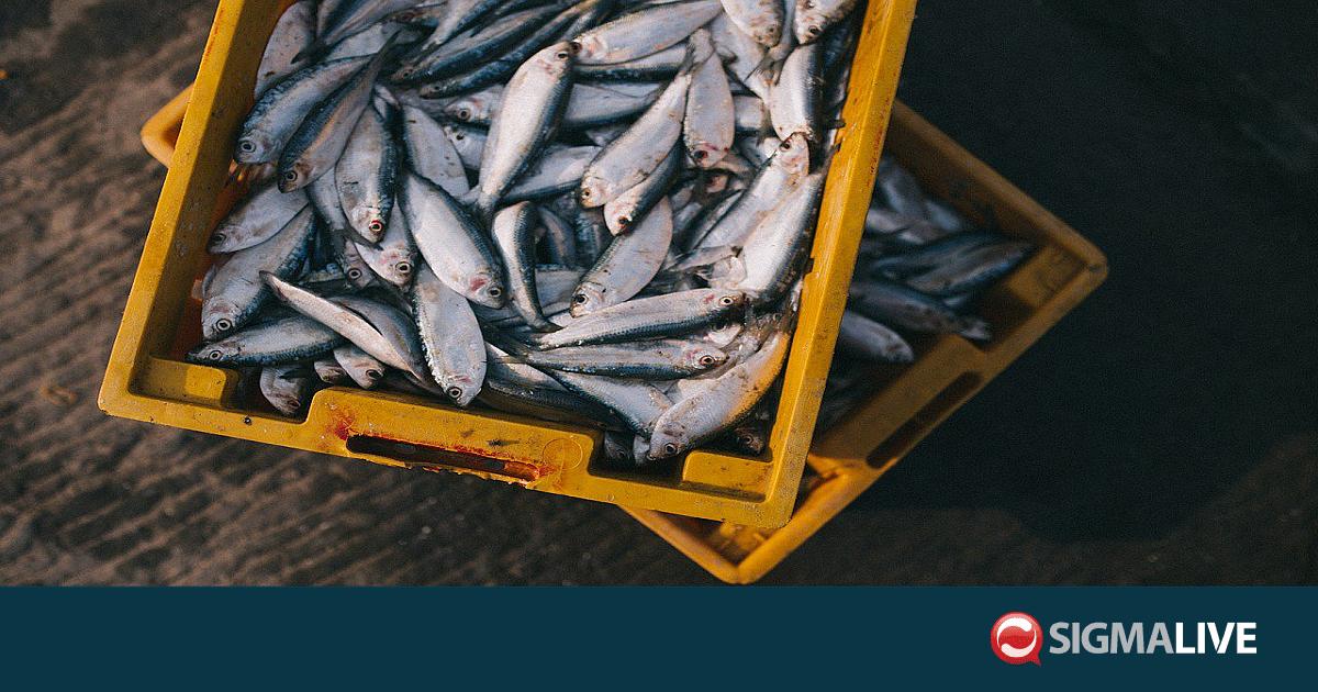 &Iota;&kappa;&alpha;&nu;&omicron;&pi;&omicron;ί&eta;&sigma;&eta; &Delta;&eta;&mu;ά&rho;&chi;&omicron;&upsilon; &Pi;ό&lambda;&eta;&sigmaf; &gamma;&iota;&alpha; &mu;&alpha;&zeta;&iota;&kappa;ή &sigma;&upsilon;&mu;&mu;&epsilon;&tau;&omicron;&chi;ή &sigma;&tau;&omicron; 11&omicron; &Phi;&epsilon;&sigma;&tau;&iota;&beta;ά&lambda; &Psi;&alpha;&rho;&iota;&omicron;ύ