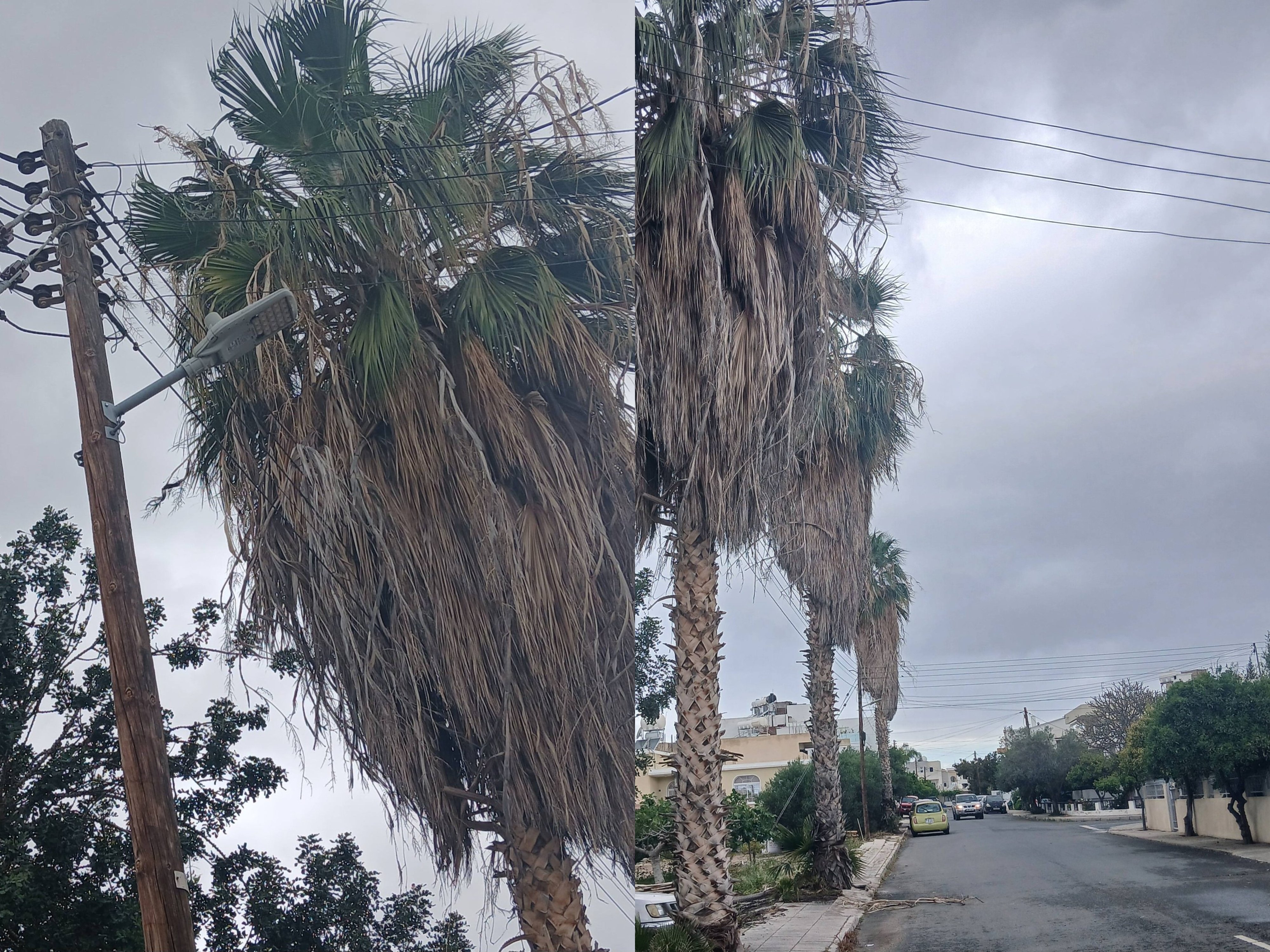 Κίνδυνος φωτιάς από καλώδια σε φοινικόδεντρα στη Χλώρακα - Έκκληση παρέμβασης