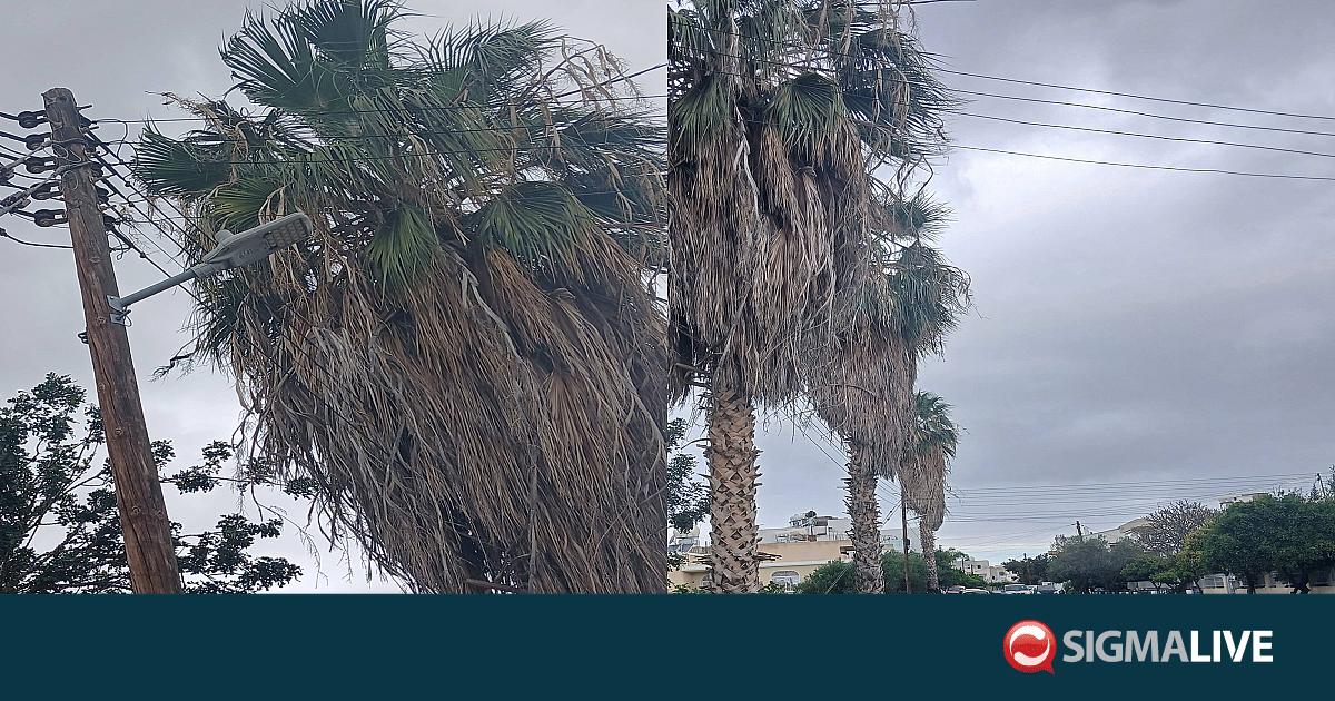 &Kappa;ί&nu;&delta;&upsilon;&nu;&omicron;&sigmaf; &phi;&omega;&tau;&iota;ά&sigmaf; &alpha;&pi;ό &kappa;&alpha;&lambda;ώ&delta;&iota;&alpha; &sigma;&epsilon; &phi;&omicron;&iota;&nu;&iota;&kappa;ό&delta;&epsilon;&nu;&tau;&rho;&alpha; &sigma;&tau;&eta; &Chi;&lambda;ώ&rho;&alpha;&kappa;&alpha;