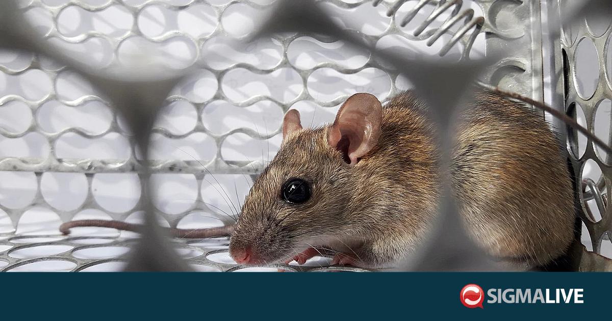&Tau;&iota; &epsilon;ί&nu;&alpha;&iota; &omicron; hantavirus &pi;&omicron;&upsilon; &epsilon;&pi;&iota;&beta;&epsilon;&beta;&alpha;&iota;ώ&theta;&eta;&kappa;&epsilon; &sigma;&epsilon; &kappa;&rho;&omicron;&upsilon;&alpha;&zeta;&iota;&epsilon;&rho;ό&pi;&lambda;&omicron;&iota;&omicron; &sigma;&tau;&omicron;&nu; &Alpha;&tau;&lambda;&alpha;&nu;&tau;&iota;&kappa;ό