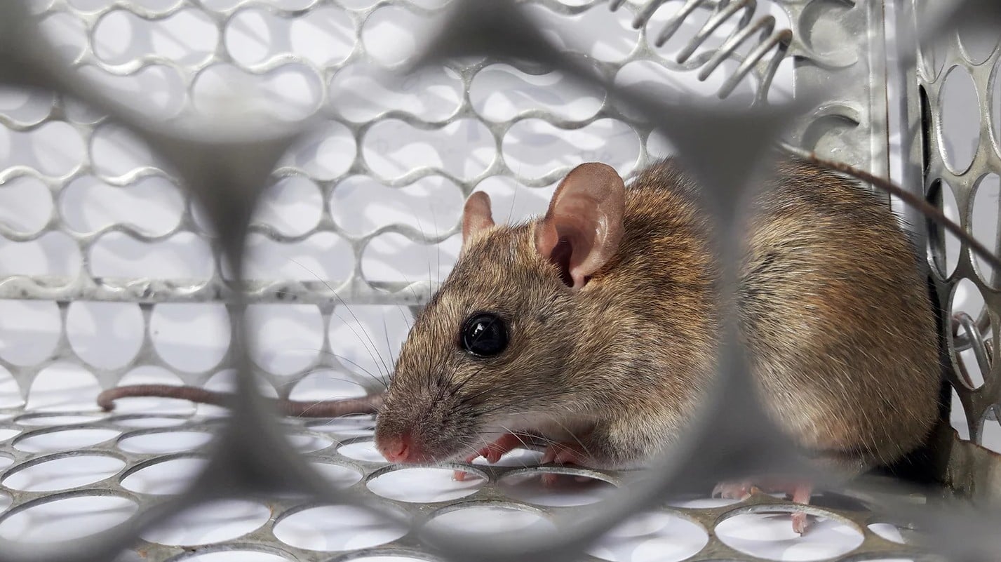 Τι είναι ο hantavirus που επιβεβαιώθηκε σε κρουαζιερόπλοιο στον Ατλαντικό