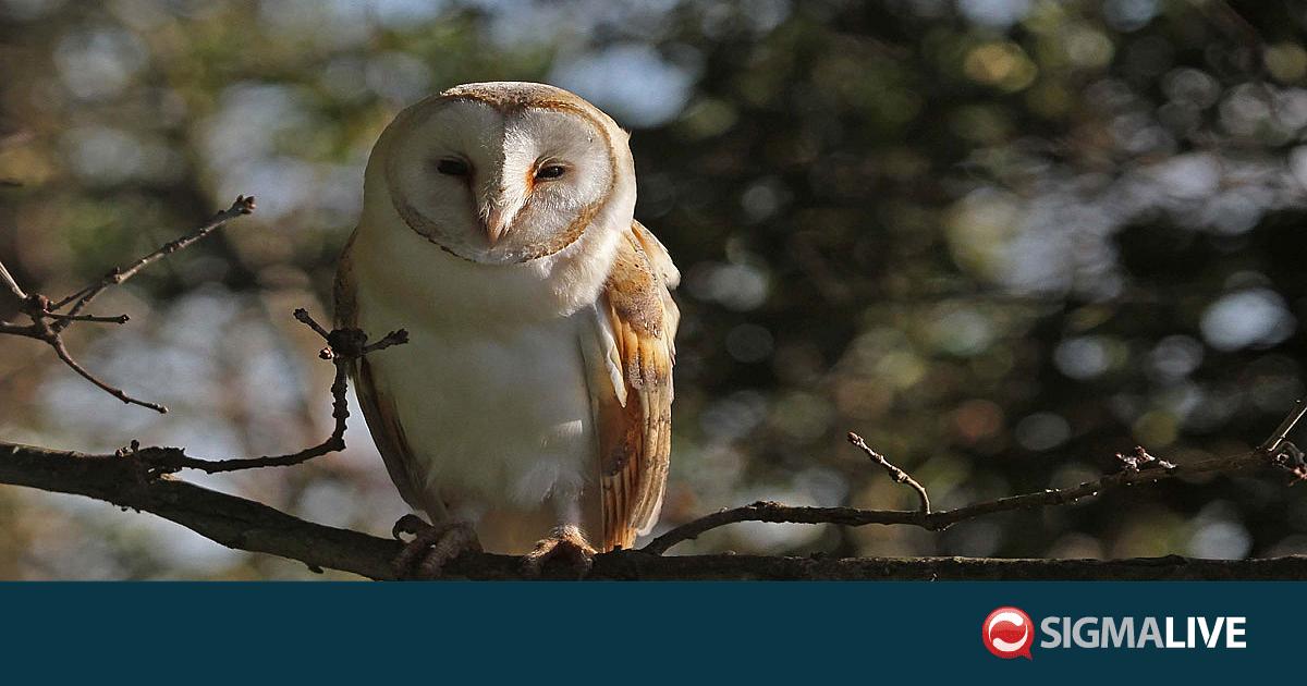 &Phi;&Omega;&Tau;&Omicron;: &Pi;&upsilon;&rho;&omicron;&beta;ό&lambda;&eta;&sigma;&alpha;&nu; &theta;&eta;&lambda;&upsilon;&kappa;ό &alpha;&nu;&theta;&rho;&omega;&pi;&omicron;&pi;&omicron;ύ&lambda;&iota; &pi;&omicron;&upsilon; &pi;&rho;ό&sigma;&epsilon;&chi;&epsilon; &tau;&alpha; &alpha;&upsilon;&gamma;ά &tau;&omicron;&upsilon; &sigma;&epsilon; &kappa;&lambda;&omicron;&upsilon;&beta;ί