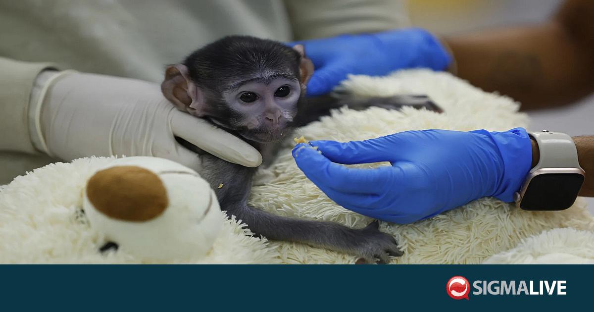 &Mu;&epsilon;&xi;&iota;&kappa;ό: &Omicron; &Gamma;&iota;&omicron;ύ&tau;&zeta;&iota;,έ&nu;&alpha; &mu;&omega;&rho;ό &mu;&alpha;ϊ&mu;&omicron;ύ &beta;&rho;ί&sigma;&kappa;&epsilon;&iota; &pi;&alpha;&rho;&eta;&gamma;&omicron;&rho;&iota;ά &sigma;&epsilon; &lambda;&omicron;ύ&tau;&rho;&iota;&nu;&omicron; &pi;&alpha;&iota;&chi;&nu;ί&delta;&iota; (vid)