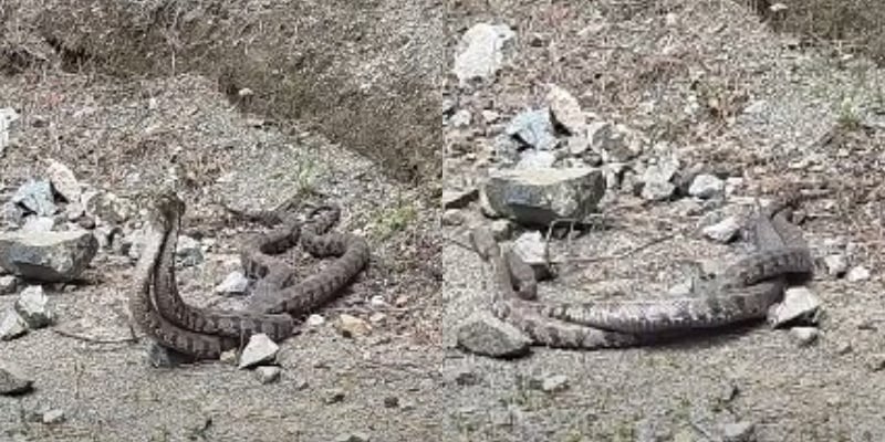 «Μάχη» οχιών στο Τρόοδος – Δείτε το εντυπωσιακό βίντεο