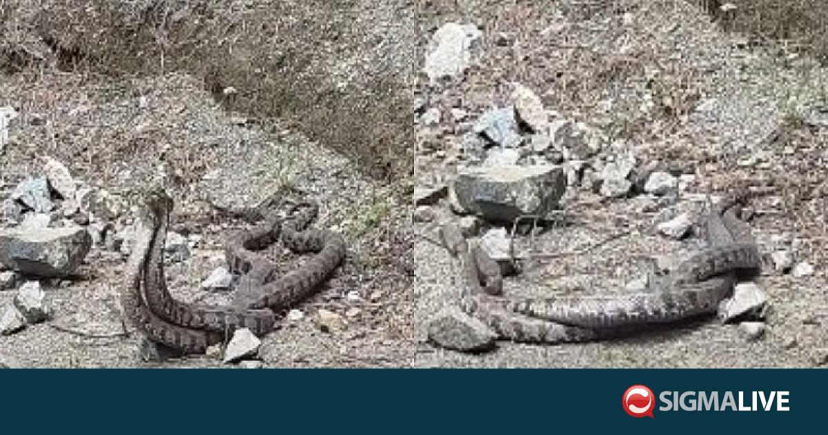 &laquo;&Mu;ά&chi;&eta;&raquo; &omicron;&chi;&iota;ώ&nu; &sigma;&tau;&omicron; &Tau;&rho;ό&omicron;&delta;&omicron;&sigmaf; &ndash; &Delta;&epsilon;ί&tau;&epsilon; &tau;&omicron; &epsilon;&nu;&tau;&upsilon;&pi;&omega;&sigma;&iota;&alpha;&kappa;ό &beta;ί&nu;&tau;&epsilon;&omicron;