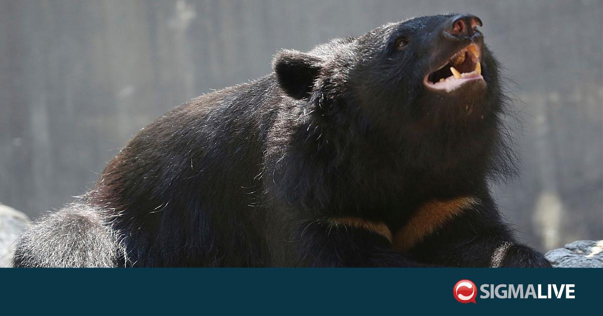 &Iota;&alpha;&pi;&omega;&nu;ί&alpha;: &Pi;ά&nu;&omega; &alpha;&pi;ό 14.000 &alpha;&rho;&kappa;&omicron;ύ&delta;&epsilon;&sigmaf; &theta;&alpha;&nu;&alpha;&tau;ώ&theta;&eta;&kappa;&alpha;&nu; &pi;έ&rho;&upsilon;&sigma;&iota;