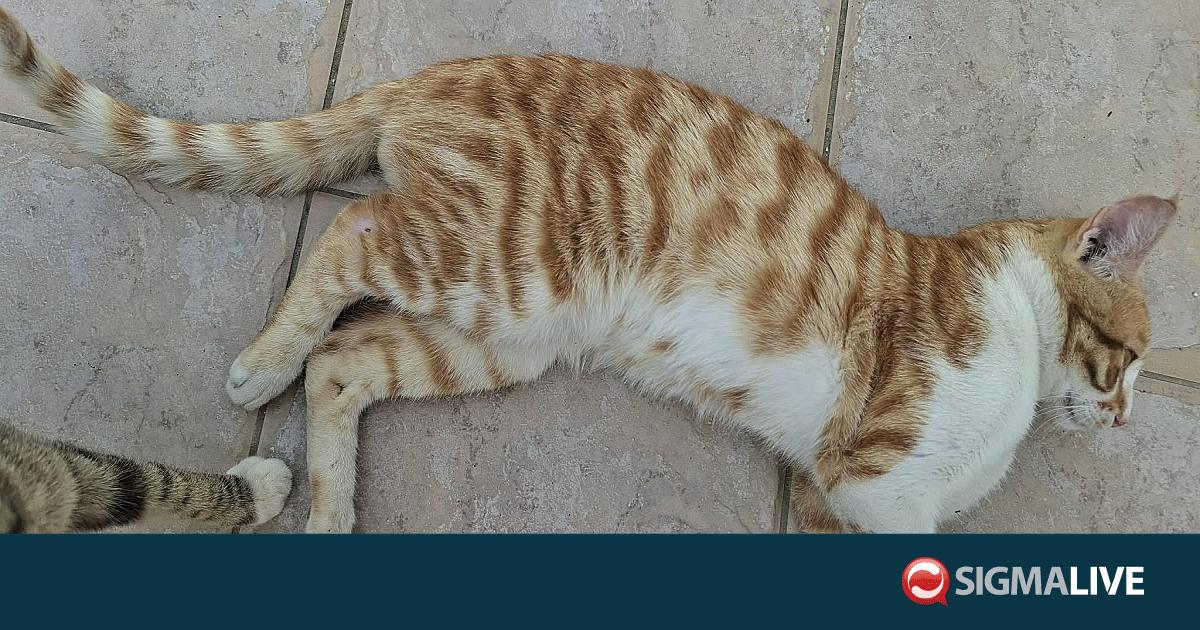 &Phi;&rho;ί&kappa;&eta; &sigma;&tau;&eta; &Lambda;ά&rho;&nu;&alpha;&kappa;&alpha;: &Pi;&upsilon;&rho;&omicron;&beta;&omicron;&lambda;&omicron;ύ&nu; &gamma;&alpha;&tau;ά&kappa;&iota;&alpha; &sigma;&epsilon; &pi;ά&rho;&kappa;&omicron; &sigma;&tau;&alpha; &Lambda;&iota;&beta;ά&delta;&iota;&alpha; (&Phi;&Omega;&Tau;&Omicron;)