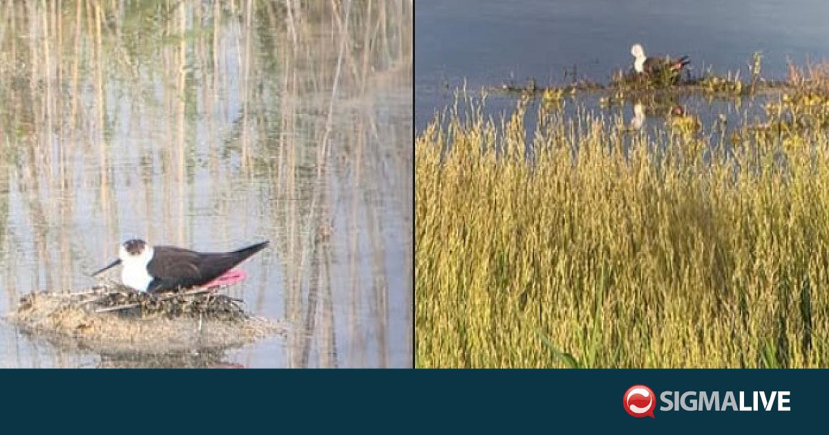 &Kappa;&alpha;&tau;&alpha;&gamma;&gamma;έ&lambda;&lambda;&epsilon;&iota; &alpha;&pi;&omicron;&sigma;&tau;&rho;ά&gamma;&gamma;&iota;&sigma;&eta; &tau;&eta;&sigmaf; &Lambda;ί&mu;&nu;&eta;&sigmaf; &Pi;&alpha;&rho;&alpha;&lambda;&iota;&mu;&nu;ί&omicron;&upsilon; &tau;&omicron; BirdLife Cyprus (PICS)