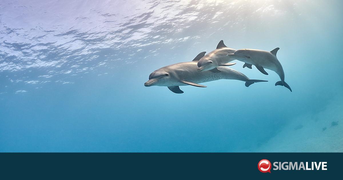 &Mu;&epsilon;&gamma;ά&lambda;&eta; &eta; &pi;&alpha;&rho;&omicron;&upsilon;&sigma;ί&alpha; &delta;&epsilon;&lambda;&phi;&iota;&nu;&iota;ώ&nu; &sigma;&tau;&eta;&nu; &Kappa;ύ&pi;&rho;&omicron; - Έ&kappa;&kappa;&lambda;&eta;&sigma;&eta; &gamma;&iota;&alpha; &upsilon;&pi;&epsilon;ύ&theta;&upsilon;&nu;&eta; &nu;&alpha;&upsilon;&sigma;&iota;&pi;&lambda;&omicron;ΐ&alpha;