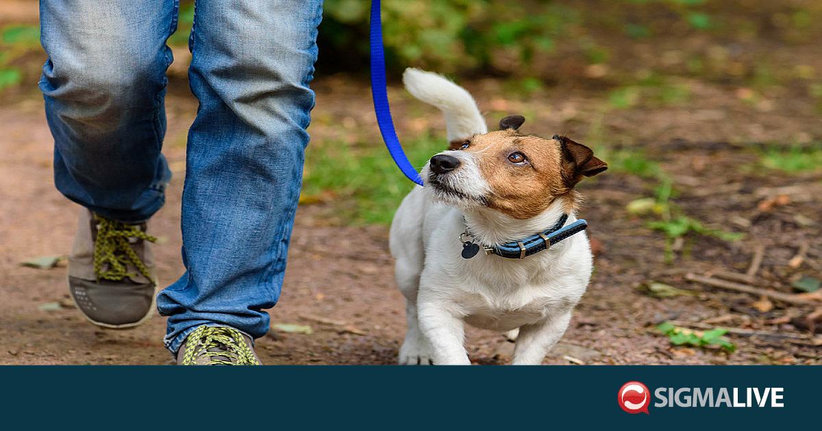 Έ&xi;&omega; &alpha;&pi;ό &tau;&eta; &Beta;&omicron;&upsilon;&lambda;ή &gamma;&iota;&alpha; &delta;&iota;&alpha;&mu;&alpha;&rho;&tau;&upsilon;&rho;ί&alpha; &upsilon;&pi;έ&rho; &tau;&omega;&nu; &sigma;&kappa;ύ&lambda;&omega;&nu;