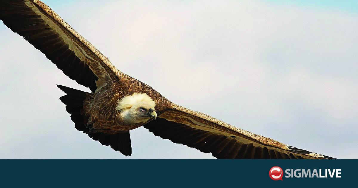 Έ&gamma;&kappa;&rho;&iota;&sigma;&eta; &Epsilon;&theta;&nu;&iota;&kappa;&omicron;ύ &Omicron;&delta;&iota;&kappa;&omicron;ύ &Chi;ά&rho;&tau;&eta; &epsilon;&nu;ά&nu;&tau;&iota;&alpha; &sigma;&tau;&alpha; &delta;&eta;&lambda;&eta;&tau;ή&rho;&iota;&alpha; &gamma;&iota;&alpha; &tau;&eta;&nu; &pi;&rho;&omicron;&sigma;&tau;&alpha;&sigma;ί&alpha; &tau;&omicron;&upsilon; &gamma;ύ&pi;&alpha;