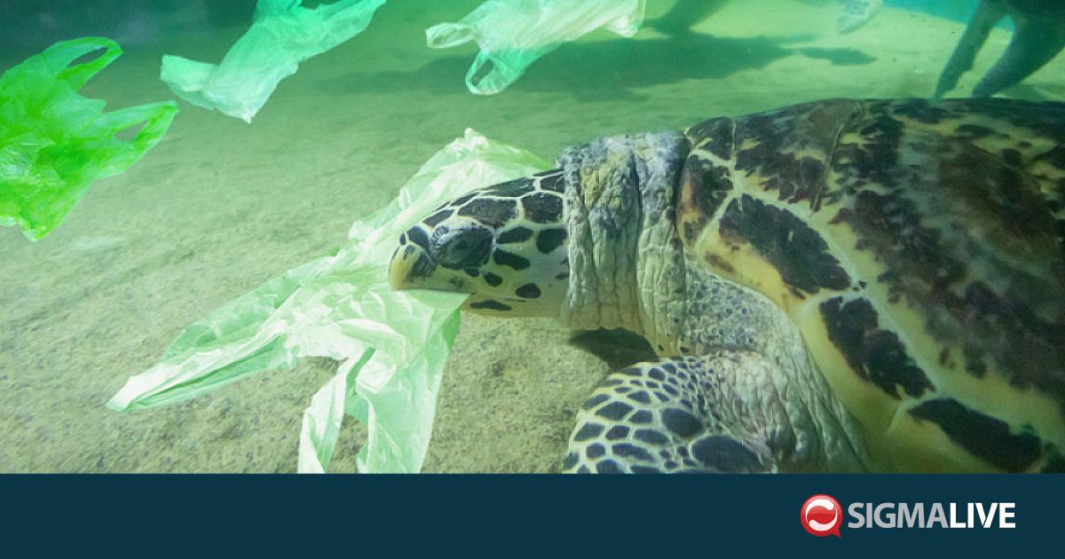 O&xi;ύ &tau;&omicron; &pi;&rho;ό&beta;&lambda;&eta;&mu;&alpha; &mu;&epsilon; &tau;&alpha; &pi;&lambda;&alpha;&sigma;&tau;&iota;&kappa;ά &sigma;&tau;&eta; &Mu;&epsilon;&sigma;ό&gamma;&epsilon;&iota;&omicron;-&Sigma;&epsilon; &kappa;ί&nu;&delta;&upsilon;&nu;&omicron; &omicron;&iota; &chi;&epsilon;&lambda;ώ&nu;&epsilon;&sigmaf;