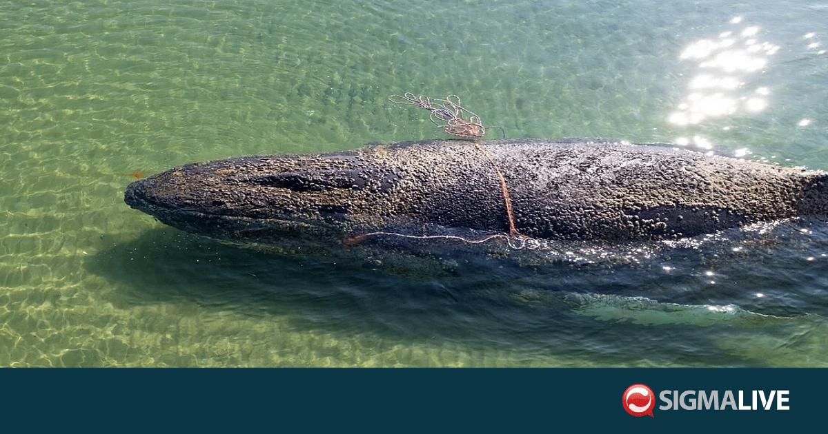&Delta;&alpha;&nu;ί&alpha;: &Beta;&rho;έ&theta;&eta;&kappa;&epsilon; &nu;&epsilon;&kappa;&rho;ή &phi;ά&lambda;&alpha;&iota;&nu;&alpha; &pi;&omicron;&upsilon; &epsilon;&nu;&delta;έ&chi;&epsilon;&tau;&alpha;&iota; &nu;&alpha; &epsilon;ί&nu;&alpha;&iota; &omicron; &laquo;&Tau;ί&mu;&iota;&raquo; &pi;&omicron;&upsilon; &epsilon;&lambda;&epsilon;&upsilon;&theta;&epsilon;&rho;ώ&theta;&eta;&kappa;&epsilon;