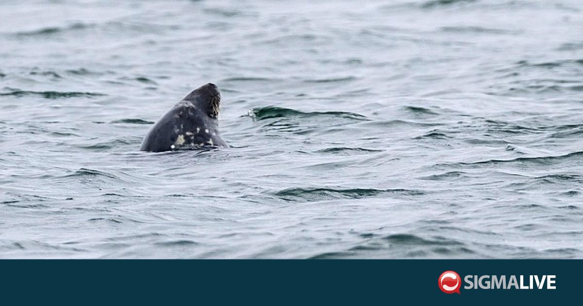 &Sigma;&epsilon; &kappa;&rho;ί&sigma;&iota;&mu;&eta; &kappa;&alpha;&tau;ά&sigma;&tau;&alpha;&sigma;&eta; ά&nu;&delta;&rho;&alpha;&sigmaf; &mu;&epsilon;&tau;ά &alpha;&pi;ό &epsilon;&pi;ί&theta;&epsilon;&sigma;&eta; &kappa;&alpha;&rho;&chi;&alpha;&rho;ί&alpha; &sigma;&tau;&eta;&nu; &Alpha;&upsilon;&sigma;&tau;&rho;&alpha;&lambda;ί&alpha;