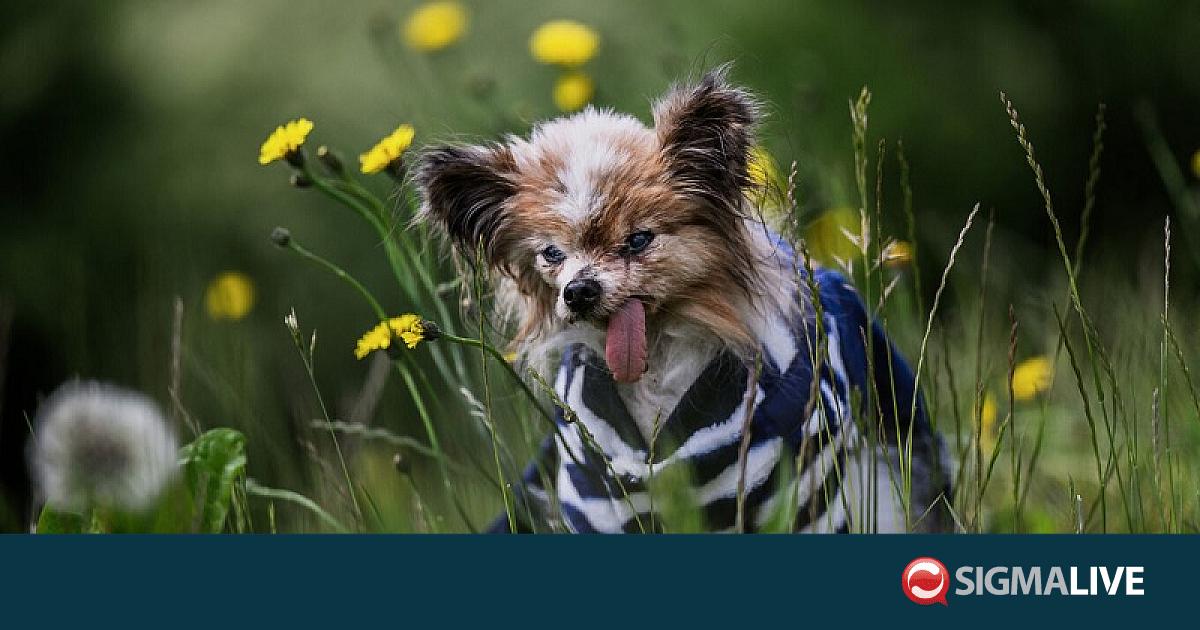 &Pi;έ&theta;&alpha;&nu;&epsilon; &sigma;&epsilon; &eta;&lambda;&iota;&kappa;ί&alpha; 30 &epsilon;&tau;ώ&nu; &omicron; &Lambda;&alpha;&zeta;ά&rho; &ndash; &Epsilon;&nu;&delta;&epsilon;&chi;&omicron;&mu;έ&nu;&omega;&sigmaf; &omicron; &gamma;&eta;&rho;&alpha;&iota;ό&tau;&epsilon;&rho;&omicron;&sigmaf; &sigma;&kappa;ύ&lambda;&omicron;&sigmaf; &tau;&omicron;&upsilon; &kappa;ό&sigma;&mu;&omicron;&upsilon;