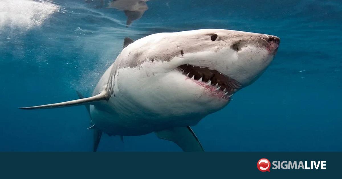 &Alpha;&upsilon;&sigma;&tau;&rho;&alpha;&lambda;ί&alpha;: &Kappa;&alpha;&tau;έ&lambda;&eta;&xi;&epsilon; &omicron; ά&nu;&delta;&rho;&alpha;&sigmaf; &pi;&omicron;&upsilon; &epsilon;ί&chi;&epsilon; &delta;&epsilon;&chi;&theta;&epsilon;ί &epsilon;&pi;ί&theta;&epsilon;&sigma;&eta; &alpha;&pi;ό &kappa;&alpha;&rho;&chi;&alpha;&rho;ί&alpha;