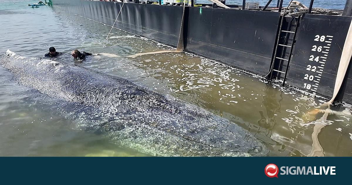 &Delta;&alpha;&nu;ί&alpha;: &Nu;&epsilon;&kappa;&rho;ή &eta; &Phi;ά&lambda;&alpha;&iota;&nu;&alpha; &laquo;&Tau;ί&mu;&iota;&raquo; &pi;&omicron;&upsilon; &epsilon;ί&chi;&epsilon; &delta;&iota;&alpha;&sigma;&omega;&theta;&epsilon;ί &sigma;&tau;&eta; &Gamma;&epsilon;&rho;&mu;&alpha;&nu;ί&alpha;
