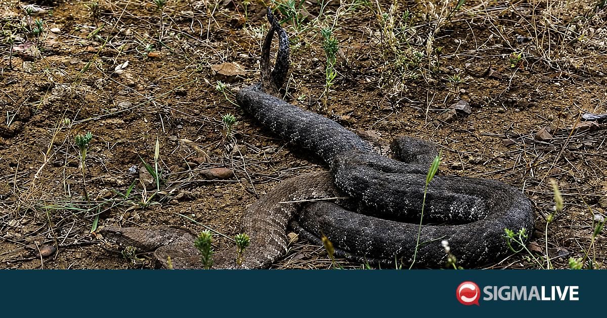 &Beta;&Iota;&Nu;&Tau;&Epsilon;&Omicron;: &Kappa;&alpha;&rho;έ &kappa;&alpha;&rho;έ &tau;&omicron; &zeta;&epsilon;ύ&gamma;&alpha;&rho;&omega;&mu;&alpha; &phi;ί&nu;&omega;&nu; &sigma;&tau;&omicron; &delta;ά&sigma;&omicron;&sigmaf; &tau;&eta;&sigmaf; &Pi;ά&phi;&omicron;&upsilon;