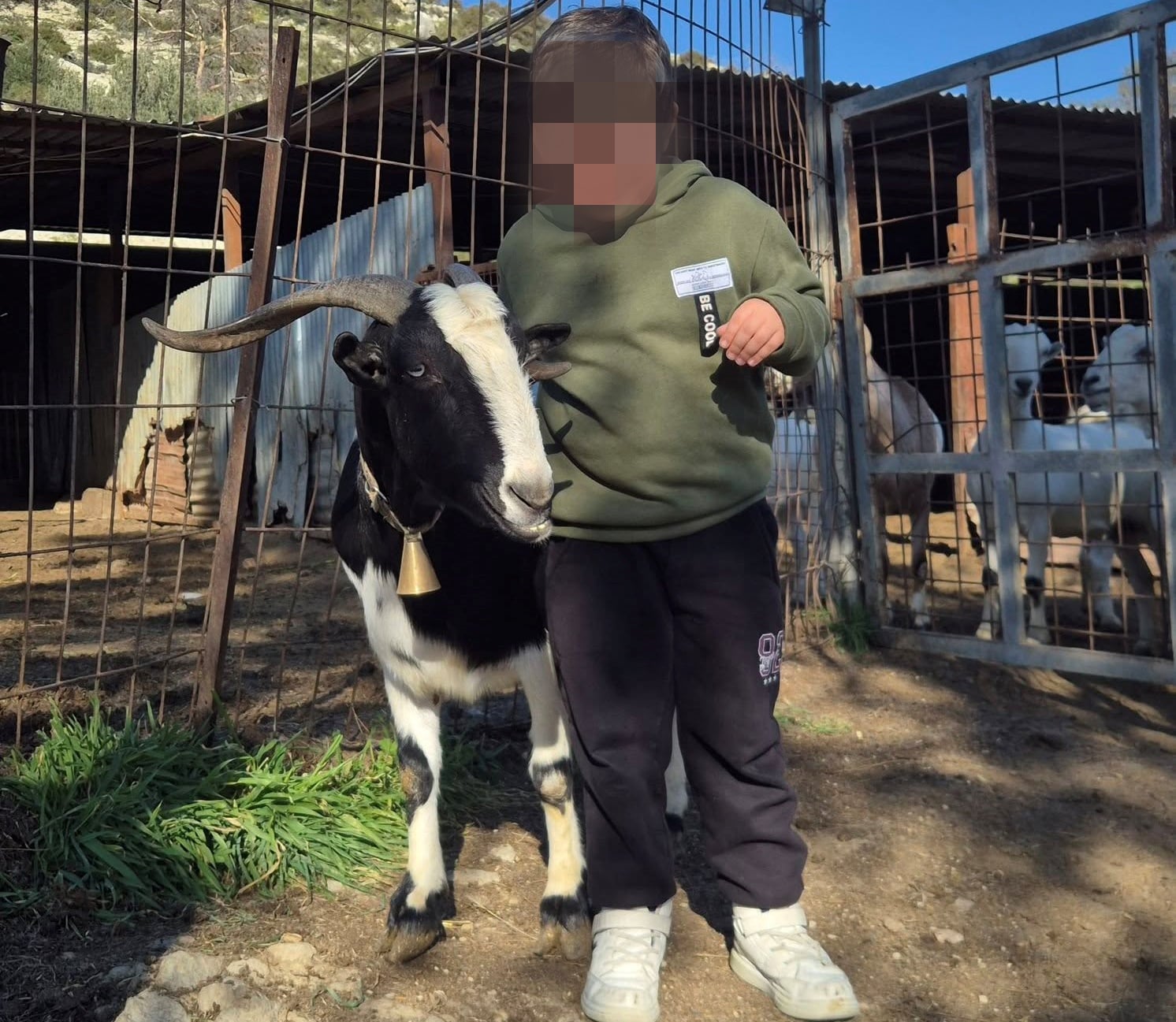 Συγκλονίζει κτηνοτρόφος:«Έχουμε μιαν αιγιαν σαν κόρη μας,θα έρθει η σειρά μας»