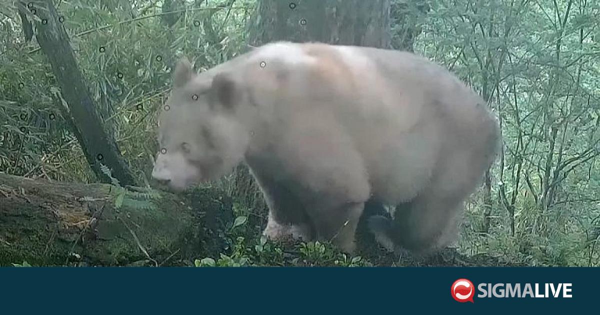 &Tau;&omicron; &mu;&omicron;&nu;&alpha;&delta;&iota;&kappa;ό ά&gamma;&rho;&iota;&omicron; &lambda;&epsilon;&upsilon;&kappa;ό &pi;ά&nu;&tau;&alpha; &sigma;&tau;&omicron;&nu; &kappa;ό&sigma;&mu;&omicron; &epsilon;&mu;&phi;&alpha;&nu;ί&sigma;&tau;&eta;&kappa;&epsilon; &xi;&alpha;&nu;ά &sigma;&tau;&alpha; &delta;ά&sigma;&eta; &tau;&eta;&sigmaf; &Kappa;ί&nu;&alpha;&sigmaf;
