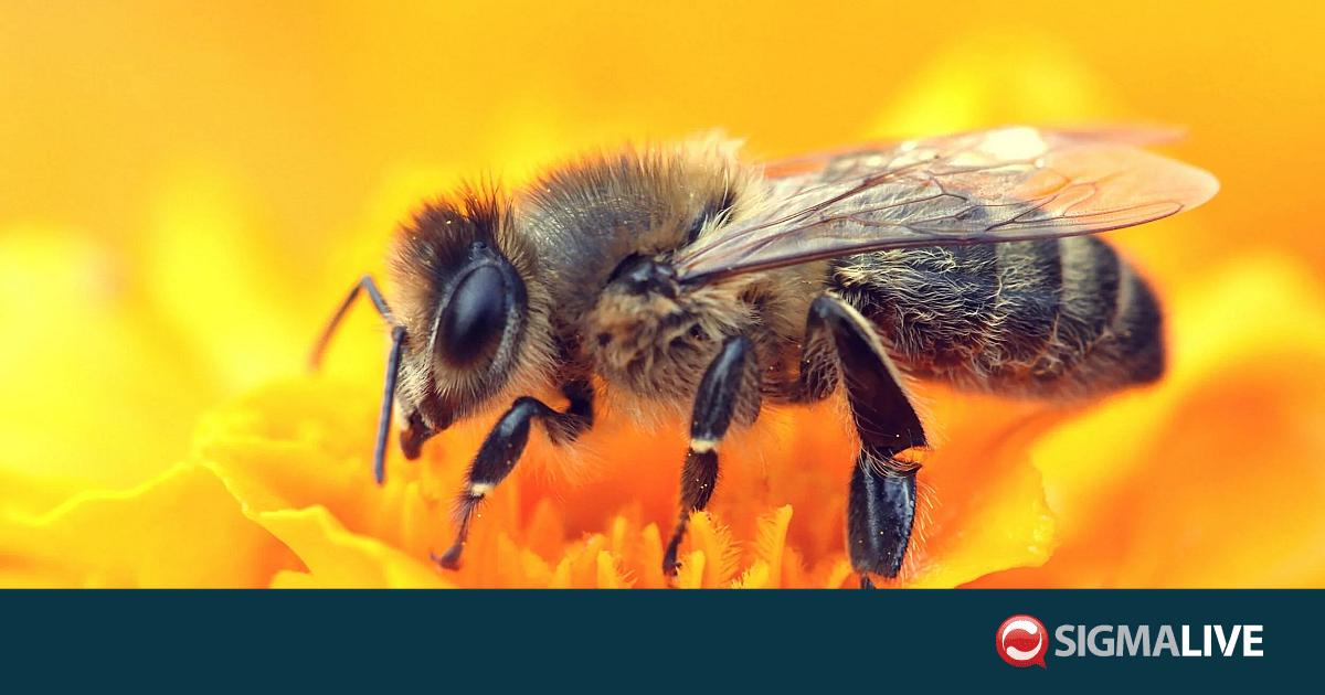 &Pi;ώ&sigmaf; &omicron;&iota; &mu;έ&lambda;&iota;&sigma;&sigma;&epsilon;&sigmaf; &sigma;&tau;&eta;&nu; &Iota;&rho;&lambda;&alpha;&nu;&delta;ί&alpha; &tau;&omicron;&upsilon; &Mu;&epsilon;&sigma;&alpha;ί&omega;&nu;&alpha; &delta;&iota;&epsilon;ί&sigma;&delta;&upsilon;&sigma;&alpha;&nu; &sigma;&tau;&eta; &nu;&omicron;&mu;&omicron;&theta;&epsilon;&sigma;ί&alpha; &tau;&eta;&sigmaf; &chi;ώ&rho;&alpha;&sigmaf;