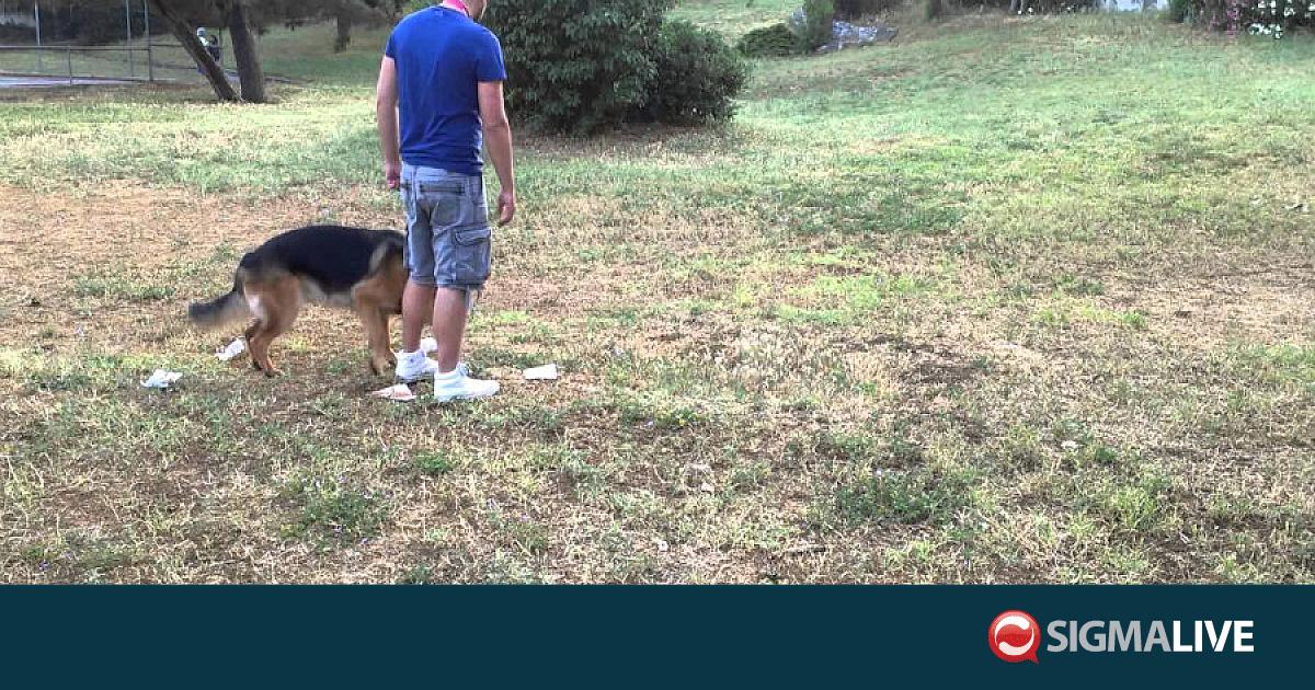 &Epsilon;&pi;&iota;&chi;&epsilon;&iota;&rho;ή&sigma;&epsilon;&iota;&sigmaf; &Beta;&Beta; &Alpha;&kappa;&rho;&omega;&tau;&eta;&rho;ί&omicron;&upsilon; &kappa;&alpha;&tau;ά &tau;&eta;&sigmaf; &pi;&alpha;&rho;ά&nu;&omicron;&mu;&eta;&sigmaf; &epsilon;&kappa;&pi;&alpha;ί&delta;&epsilon;&upsilon;&sigma;&eta;&sigmaf; &sigma;&kappa;ύ&lambda;&omega;&nu;