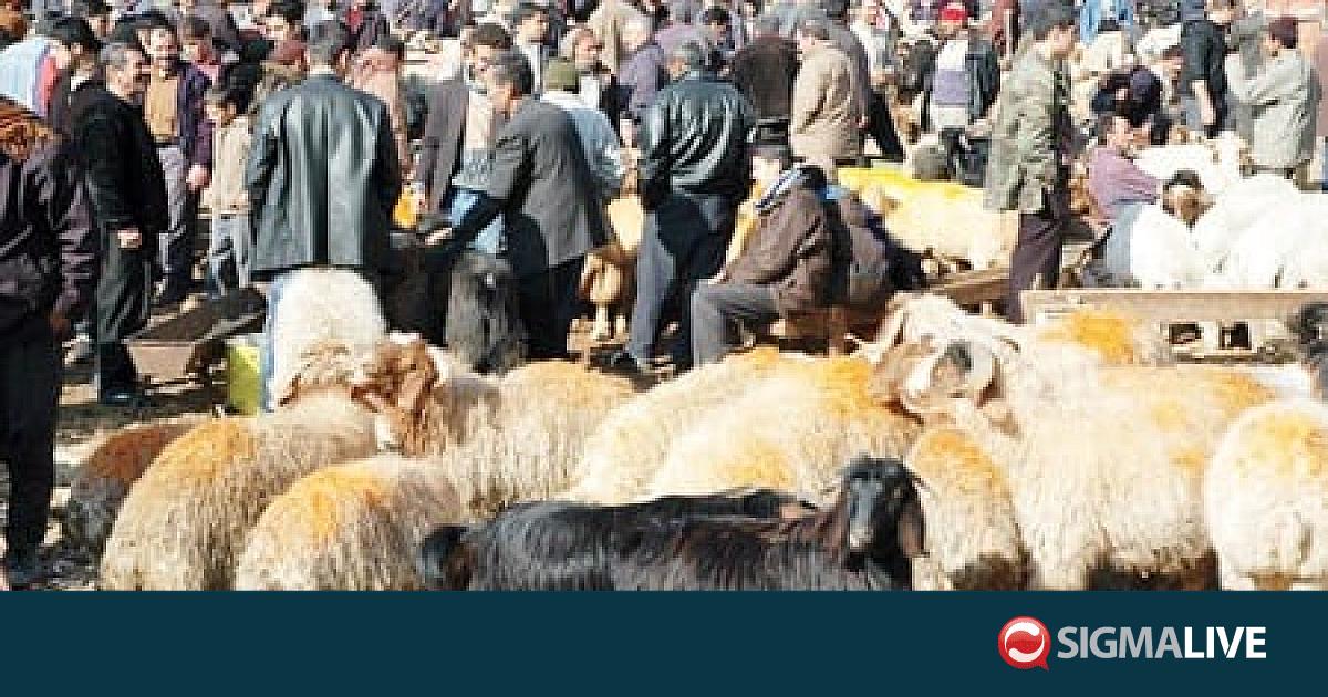 &Tau;&omicron;&upsilon;&rho;&kappa;ί&alpha;: &Delta;&epsilon;&kappa;ά&delta;&epsilon;&sigmaf; &tau;&rho;&alpha;&upsilon;&mu;&alpha;&tau;ί&epsilon;&sigmaf; &alpha;&pi;ό &sigma;&phi;&alpha;&gamma;έ&sigmaf; &zeta;ώ&omega;&nu; &tau;&eta;&nu; &pi;&rho;ώ&tau;&eta; &mu;έ&rho;&alpha; &sigma;&tau;&omicron; &Mu;&pi;&alpha;ϊ&rho;ά&mu;&iota;
