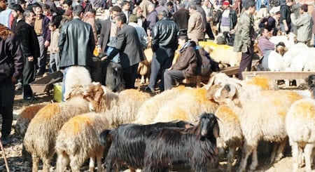 Τουρκία: Δεκάδες τραυματίες από σφαγές ζώων την πρώτη μέρα στο Μπαϊράμι